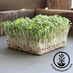 Mustard - Mizuna - Microgreens Seeds