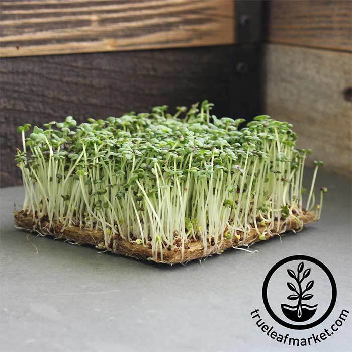 Mustard - Red Giant - Microgreens Seeds