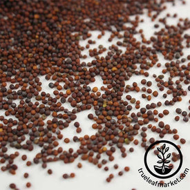 Mustard - Red Giant - Microgreens Seeds Close Up