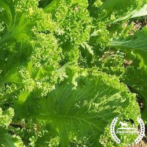 Mustard Greens Seeds - Southern Giant Curled