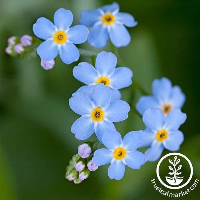  Myosotis sylvatica, Woodland Forget Me Not