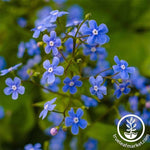 Myosotis Forget Me Not Sylvatica Seed