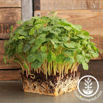 Nasturtium Seeds - Alaska - Microgreens Seeds