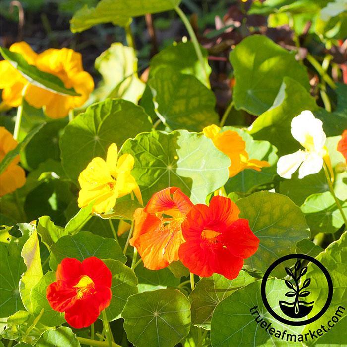 Nasturtium Seeds - Alaska - Microgreens Seeds Full grown