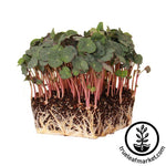 Nasturtium Seeds - Empress of India microgreens