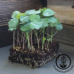 Nasturtium - Jewel Mix - Microgreens Seeds