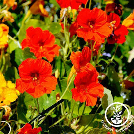 Nasturtium - Jewel Mix Flower and Microgreen Seed