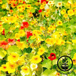 Nasturtium Edible Flower Seeds - Whirlybird Mix Full Grown