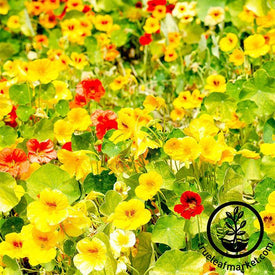 Nasturtium Flower Seeds - Whirlybird Mix Full Grown