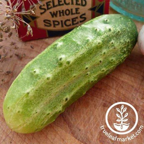 National Pickling Cucumber Organic Seeds - 75 Seeds