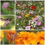 hummingbird and butterfly wildflowers