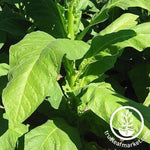 Negro Black Tobacco Seeds