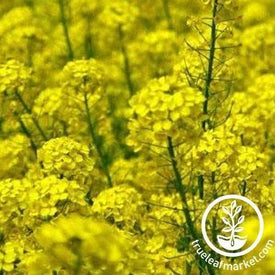 Nemagon Mustard cover Crop Seeds