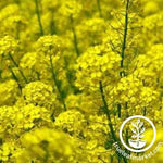 Nemagon Mustard cover Crop Seeds