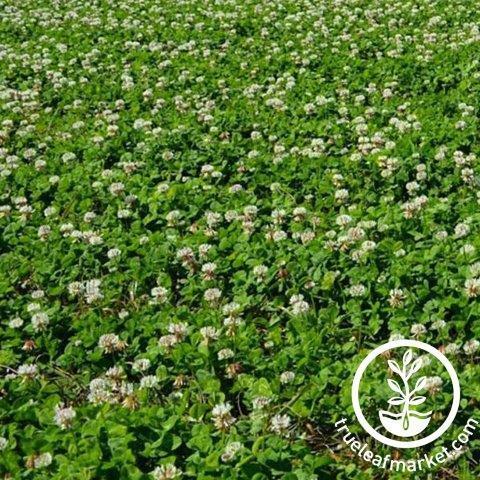 New Zealand Clover Seeds