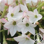 Nicotiana Starmaker Series Appleblossom Seeds