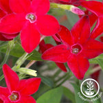 Nicotiana Starmaker Series Bright Red Seed