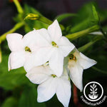 Nicotiana Starmaker Series White Seed