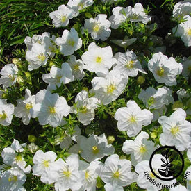 Nierembergia Robe Series White Seed