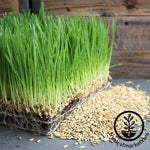 Oats - Whole (Organic) - Grass Seeds