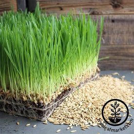 Oats - Whole (Organic) - Grass Seeds