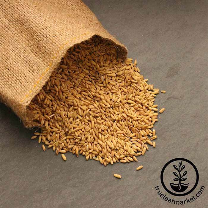 https://cdn.shopify.com/s/files/1/2016/2681/products/oat-groats-grain-bulk-wm_700.jpg?v=1590626213