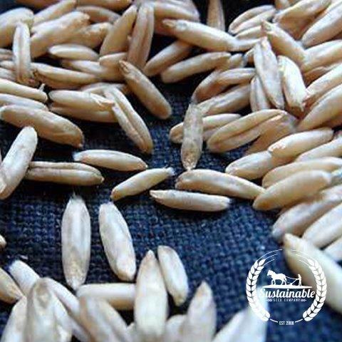 Common Oats - Bulk (Avena sativa) - Annie's Heirloom Seeds