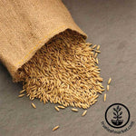 Whole Oats (Organic) - Bulk Grains & Foods