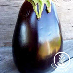 odyssey f1 hybrid eggplant