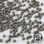 Okra Seeds - Blondy Close Up Seeds