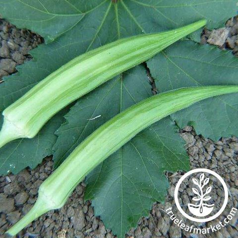 Cow's Horn Okra Seeds