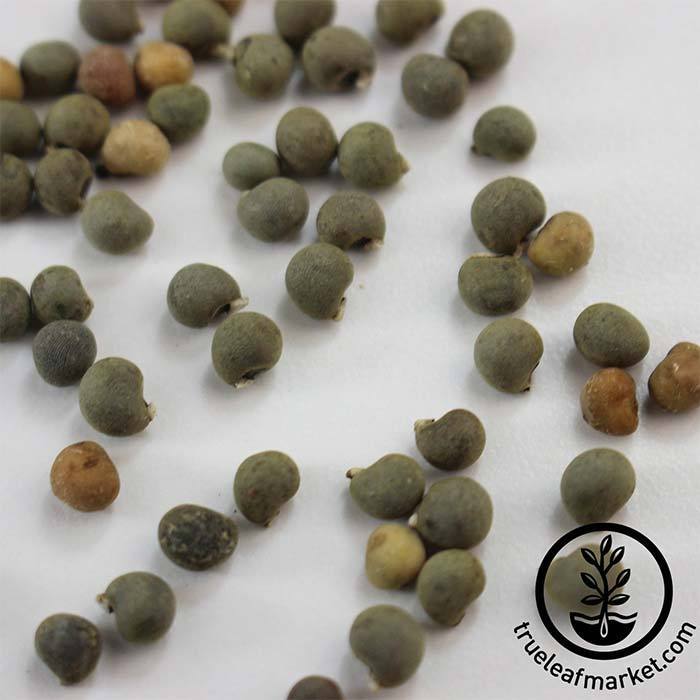 okra seeds