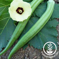 Perkins Long Pod Okra Seeds - Non-GMO