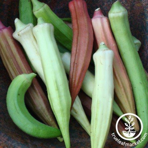 Okra Seeds - Rainbow Fiesta