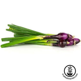 Bunching Crimson Forest Onion