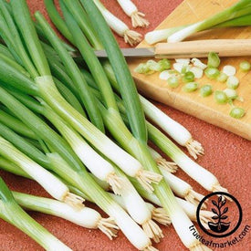 Onion Seeds - Bunching - Warrior AAS