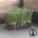 Onion - Southport Red Globe - Microgreens Seeds