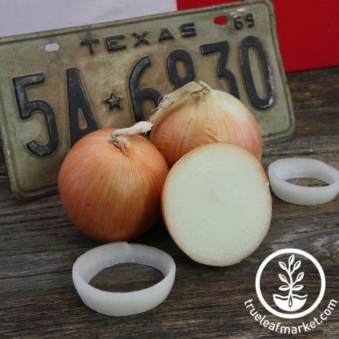 Texas 1015 SuperSweet Onion Seeds - Non-GMO Vegetables