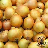 Onion Utah Yellow Sweet Spanish Seeds