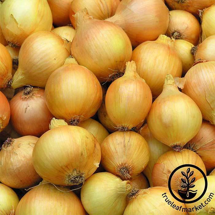 Onion Utah Yellow Sweet Spanish Seeds