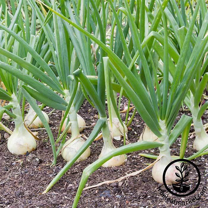 Hybrid onion seed - Hi Keeper - thompson-morgan - yellow