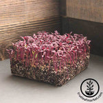 Orach - Purple - Microgreens Seeds