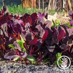 Orach Garden Planting Seed NON GMO