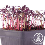 orach micro greens white background