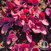 orach red fire seeds