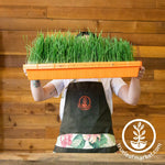 SPECIAL EDITION Harvest Orange 1020 Heavy Duty Garden Tray wheatgrass