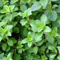 Oregano Seeds - Common Italian (Organic)