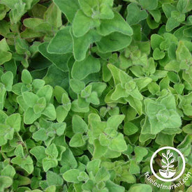 Oregano - Greek Herb Seed