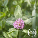 Organic Alsike Clover Seeds