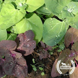 Aurora Mountain Spinach Organic Seeds